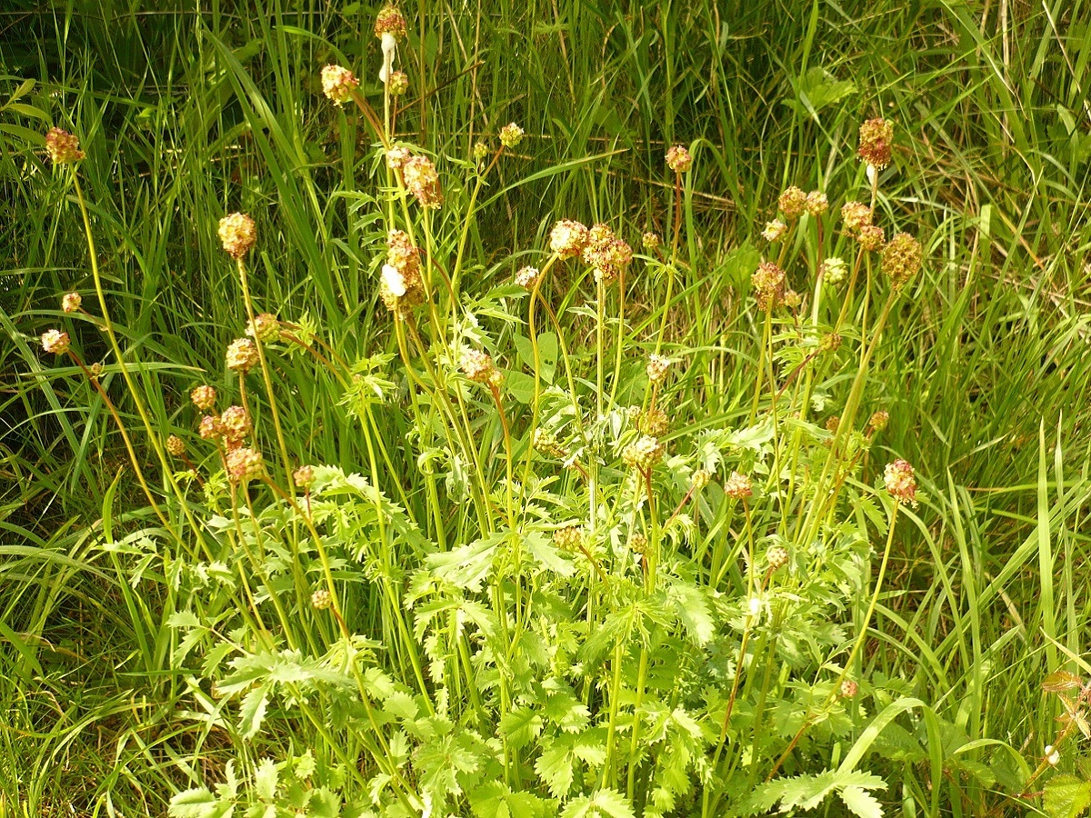 Poterium sanguisorba subsp. balearica (Rosaceae)